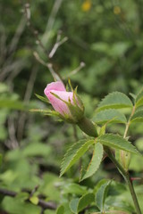 Rosa canina - Wild Rose - Eglantier