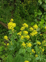 Sinapis arvensis - Mustard - Moutarde des champs