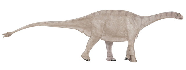 シュノサウルス。中国の昔の蜀の国があった付近にあるジュラ紀中期の地層から発見された。竜脚類としては最大でも12メートルと大きい方ではない。首も頭部も胴体も比較的コンパクトで尾も、さほど長くない。無防備ではなく、その尾の先端には骨が凝固して固まった部分があり、その骨に2対の棘が生えていることから、外敵から身を守るためにこの尾を振り回していたと思われる。シュノとは蜀という三国時代の国名を指す。イラスト © Mineo