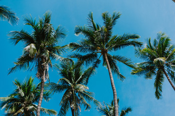 Coconut trees blend to the blue sky
