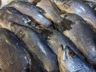 Close up of dead Giant Sea Perch fish on ice in stall at the market.