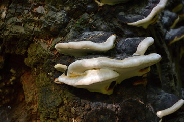 Herbst im Harz, Sachsen - Anhalt
