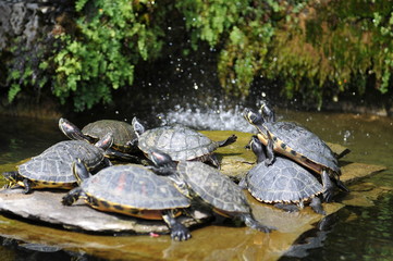 Fototapeta na wymiar Schildkröte