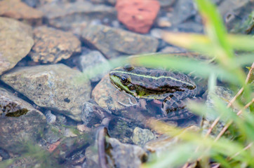 Lake frog in water