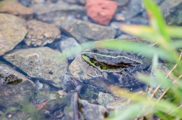 Lake frog in water