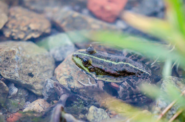 Lake frog in water