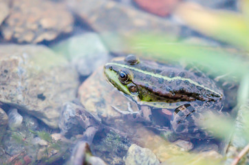 Lake frog in water