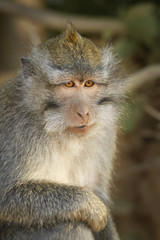 Long-tailed Macaque - Macaca fascicularis, common monkey from Southeast Asia forests, woodlands and gardens, Bali, Indonesia.