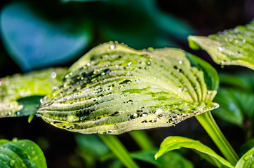 morning growth on a leaf