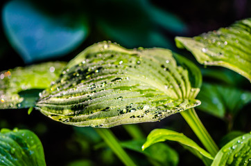 morning growth on a leaf