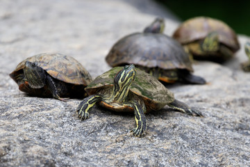 Tortue de Floride a Central Park, Manhattan, USA