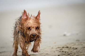 Soaked Yorkshire Terrier Walking On The Beach