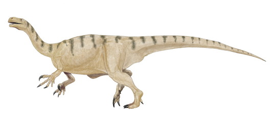 Fototapeta premium プラテオサウルス 三畳紀後期の竜脚類の原形(原竜脚類）。西ヨーロッパで発見されたもっとも有名な原竜脚類。前脚の親指の爪が発達しており、4足歩行では邪魔になるため、尾でバランスを取りながら2足歩行も行ったとされている。前脚の鉤爪は後ろ足で立ち上がった際、高い木の枝を引掛けるのに適しており、草食性の食性に利用したのかもしれない。学名は平らなトカゲ。背景のないイラスト。