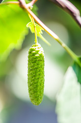 the green leaves of a birch