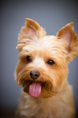 Yorkshire Terrier Sticking His Tongue Out
