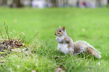 Squirrel on grass in Central Park
