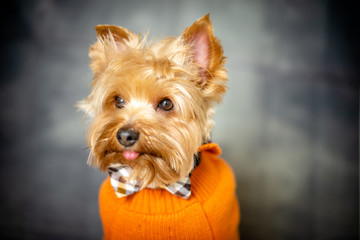 Yorkshire Terrier Wearing an Orange Sweater