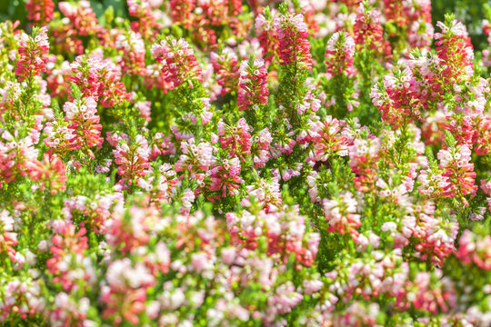 Floral background of small blooming bells pink and purple color.