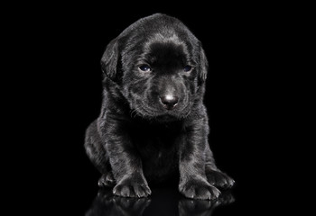 Labrador puppy on black background