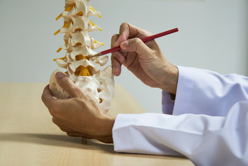 A neurosurgeon demonstrating  lumbar spine model anatomy