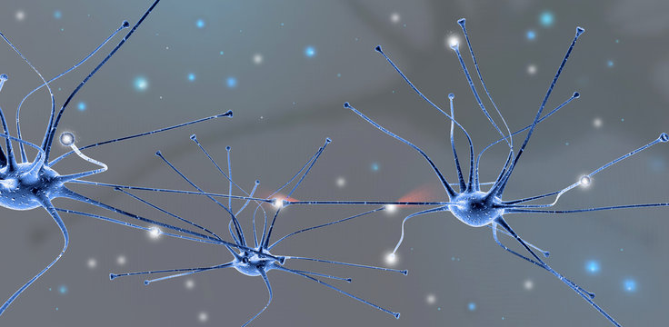 Neuroni al microscopio ottico, 3D rendering