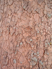 Wooden texture background