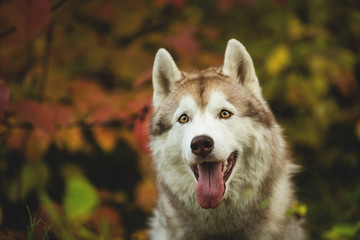 Close-up Portrait of cute Beige and white dog breed Siberian Husky posing in fall in the bright forest background.