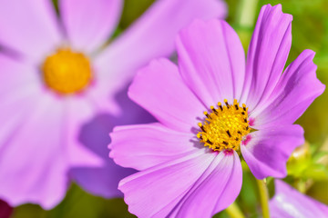 Obraz premium コスモスの花