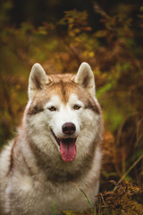 Obraz premium Close-up Portrait of gorgeous Beige Siberian Husky in fall season on a forest background. Image of husky dog in autumn