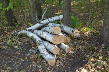 Cut pieces of birch lie in the forest on the ground