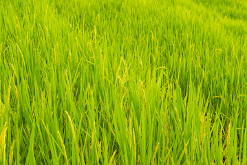 Close-up rice terrace field, Pabongpeang, in Maejam, Chiangmai, Thailand