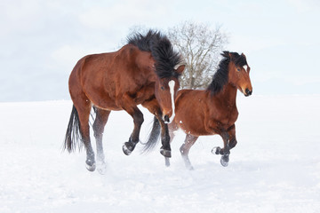 Two horses playing together in winter pasture