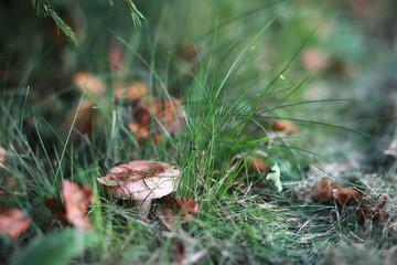 End of summer season in the park