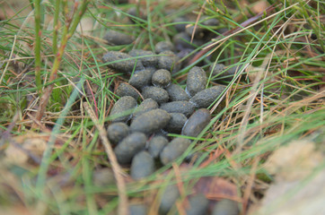 Deer excrements in the forest.