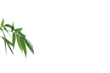 green bamboo leaf , green tropical foliage texture isolated on white background of file with Clipping Path .