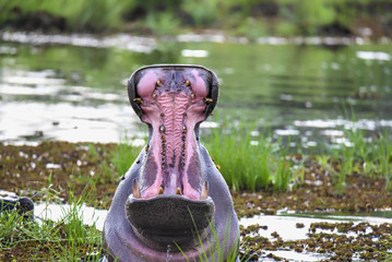 Hippo yawns wide in Moremi, Botswana