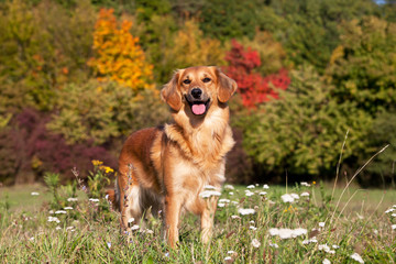 Portrait of nice crossbreed dog