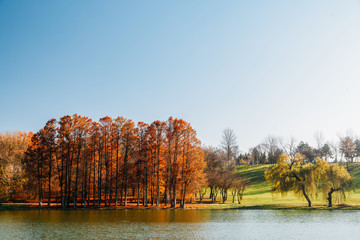 Autumn Trees Landscape Of Tineretului Park In Bucharest, Romania In Fall Season