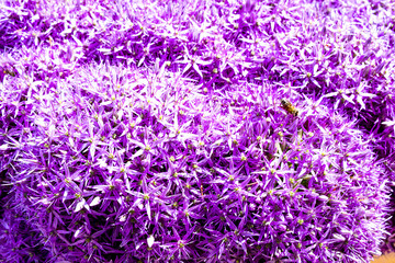 allium flower with bees close up, beautiful pink allium