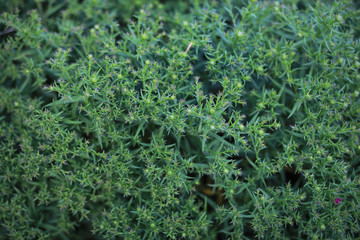 End of summer season in the park