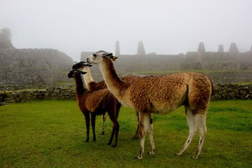 Peru Machu Picchu