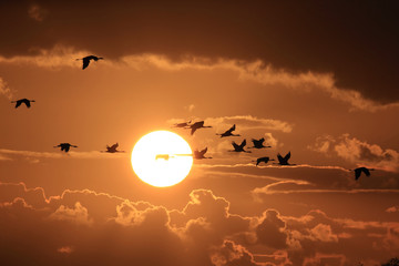 Silhouettes of Cranes( Grus Grus) at Sunset Germany Baltic Sea