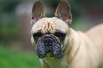 Fototapeta premium Close up portrait of a French Bulldog