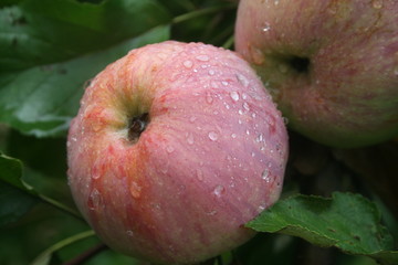 apple