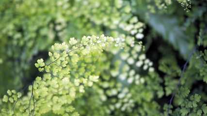 Obraz premium Green leaf background.