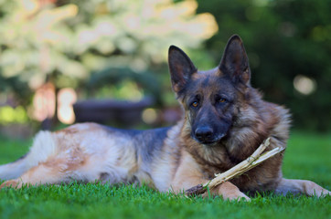 Lying beautiful Young Brown German Shepherd Dog Close Up.