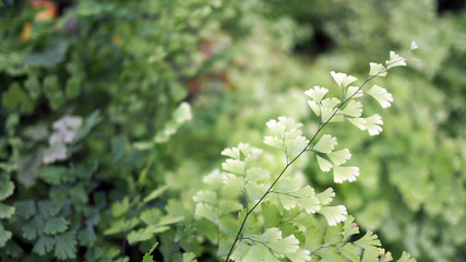 Green leaf background.