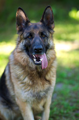 Portrait of beautiful Young Brown German Shepherd Dog Close Up.