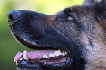 Portrait of beautiful Young Brown German Shepherd Dog Close Up.