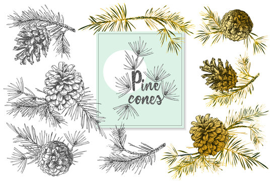 Set Realistic Botanical ink sketch of fir tree branches with pine cone on white background. Vector illustrations
